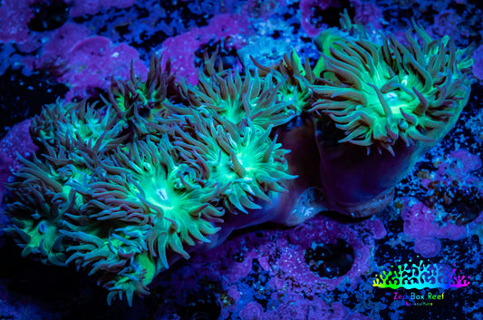 Duncanopsammia Coral- Green Duncan 7cm B1R4B1 Duncanopsammia Coral- Green Duncan 7cm B1R4B1 LPS Duncanopsammia Coral- Green Duncan 7cm B1R4B1 Zeo Box Reef