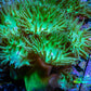 Duncanopsammia Coral- Green Duncan 7cm (Copy) Duncanopsammia Coral- Green Duncan 7cm (Copy) LPS Duncanopsammia Coral- Green Duncan 7cm (Copy) Zeo Box Reef