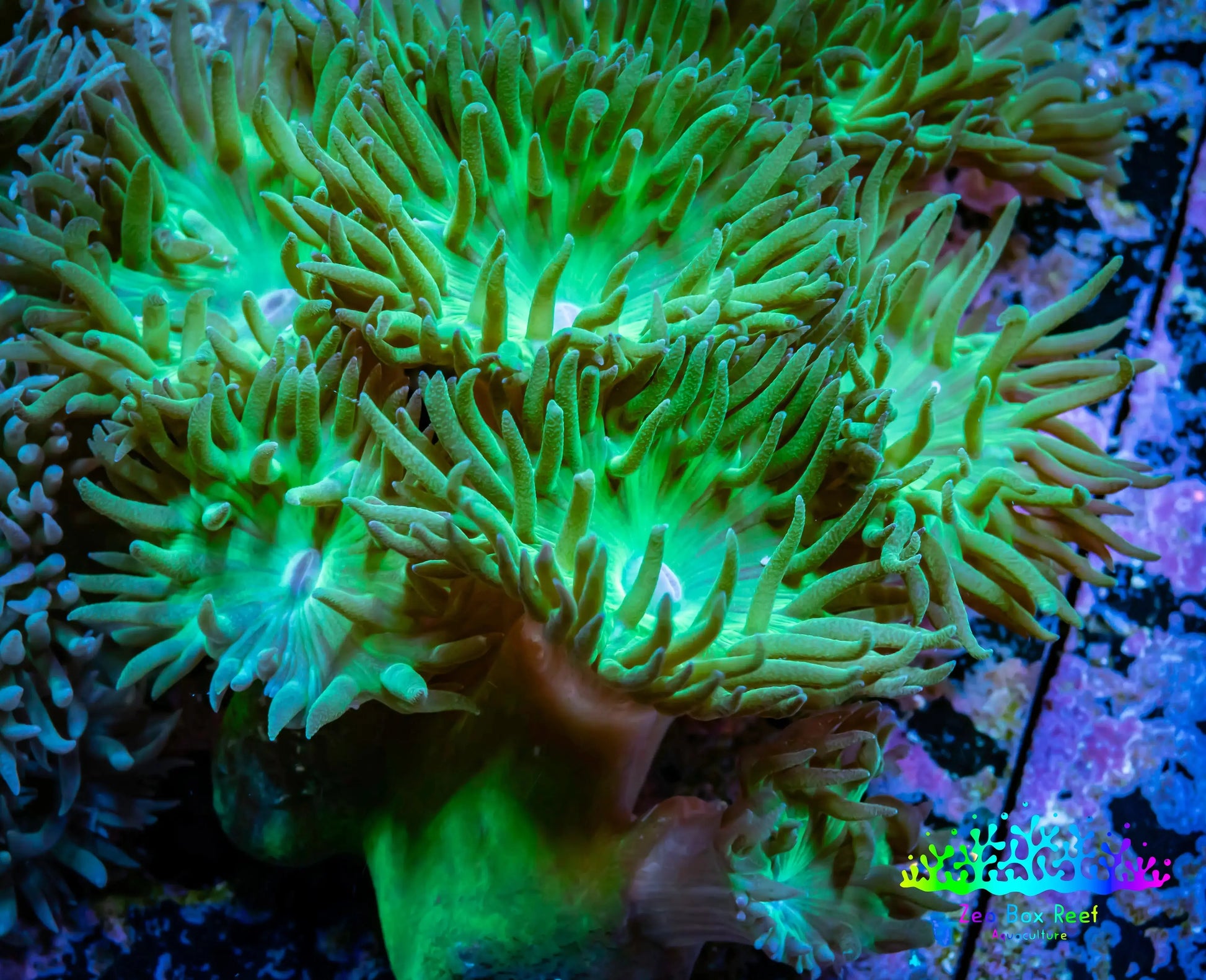 Duncanopsammia Coral- Green Duncan 7cm (Copy) Duncanopsammia Coral- Green Duncan 7cm (Copy) LPS Duncanopsammia Coral- Green Duncan 7cm (Copy) Zeo Box Reef