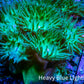 Duncanopsammia Coral- Green Duncan 7cm (Copy) Duncanopsammia Coral- Green Duncan 7cm (Copy) LPS Duncanopsammia Coral- Green Duncan 7cm (Copy) Zeo Box Reef
