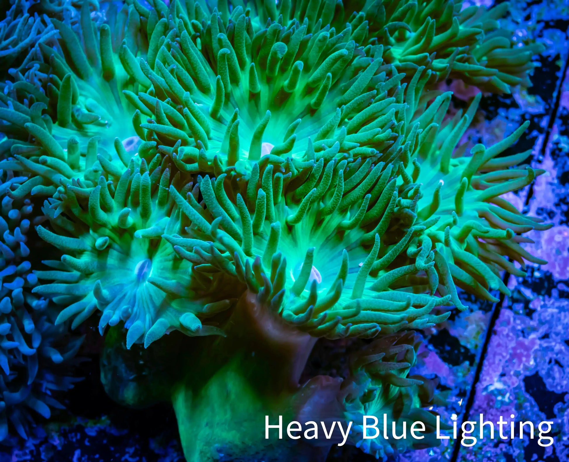 Duncanopsammia Coral- Green Duncan 7cm (Copy) Duncanopsammia Coral- Green Duncan 7cm (Copy) LPS Duncanopsammia Coral- Green Duncan 7cm (Copy) Zeo Box Reef