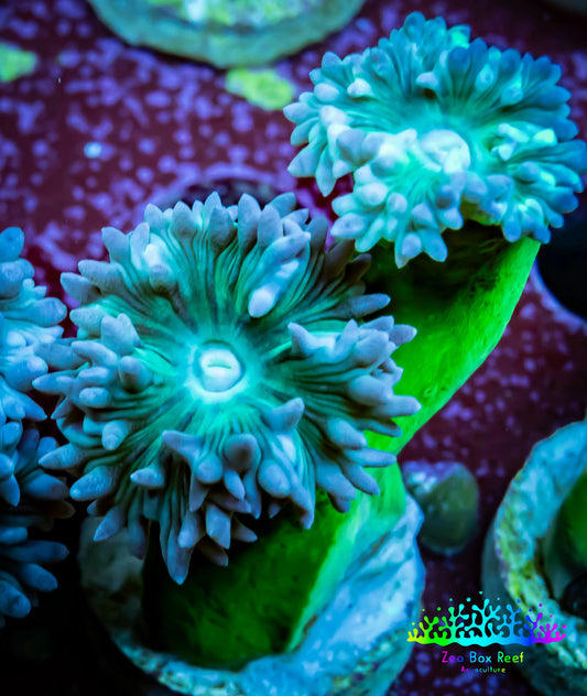 Duncanopsammia Coral- Green Duncan Frag Duncanopsammia Coral- Green Duncan Frag LPS Duncanopsammia Coral- Green Duncan Frag Zeo Box Reef