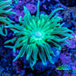 Duncanopsammia Coral- Green Duncan Frag Duncanopsammia Coral- Green Duncan Frag LPS Duncanopsammia Coral- Green Duncan Frag Zeo Box Reef