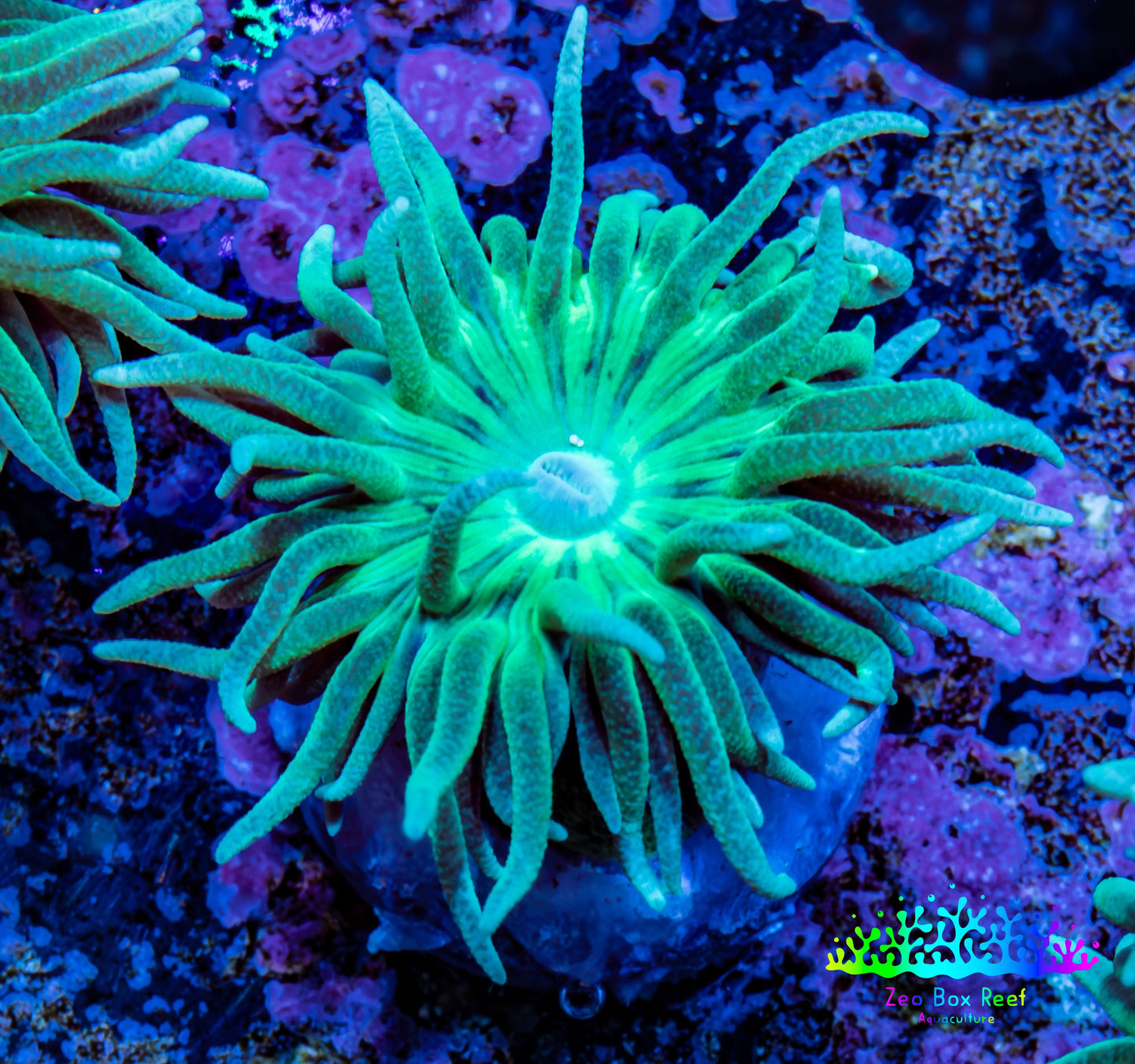 Duncanopsammia Coral- Green Duncan Frag Duncanopsammia Coral- Green Duncan Frag LPS Duncanopsammia Coral- Green Duncan Frag Zeo Box Reef