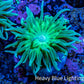 Duncanopsammia Coral- Green Duncan Frag Duncanopsammia Coral- Green Duncan Frag LPS Duncanopsammia Coral- Green Duncan Frag Zeo Box Reef