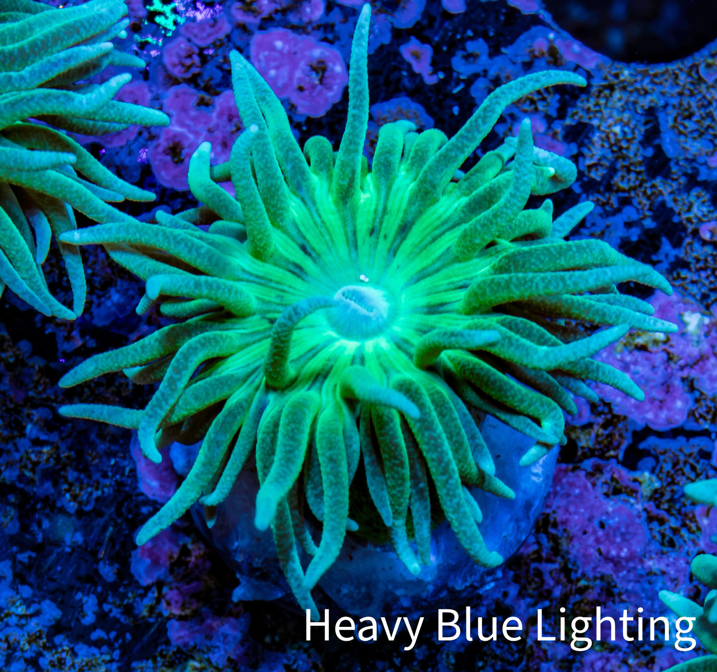 Duncanopsammia Coral- Green Duncan Frag Duncanopsammia Coral- Green Duncan Frag LPS Duncanopsammia Coral- Green Duncan Frag Zeo Box Reef