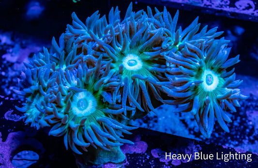 Duncan Corals For Sale Online Australia – Zeo Box Reef Aquaculture