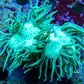 Elegance Coral- Purple Tip 6cm WYSIWYG Elegance Coral- Purple Tip 6cm WYSIWYG Aquarium Decor Elegance Coral- Purple Tip 6cm WYSIWYG Zeo Box Reef