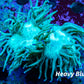 Elegance Coral- Purple Tip 6cm WYSIWYG Elegance Coral- Purple Tip 6cm WYSIWYG Aquarium Decor Elegance Coral- Purple Tip 6cm WYSIWYG Zeo Box Reef