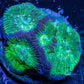 Favia Coral-- Favia Frag WYSIWYG Favia Coral-- Favia Frag WYSIWYG Aquarium Decor Favia Coral-- Favia Frag WYSIWYG Zeo Box Reef