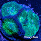 Favia Coral-- Favia Frag WYSIWYG Favia Coral-- Favia Frag WYSIWYG Aquarium Decor Favia Coral-- Favia Frag WYSIWYG Zeo Box Reef