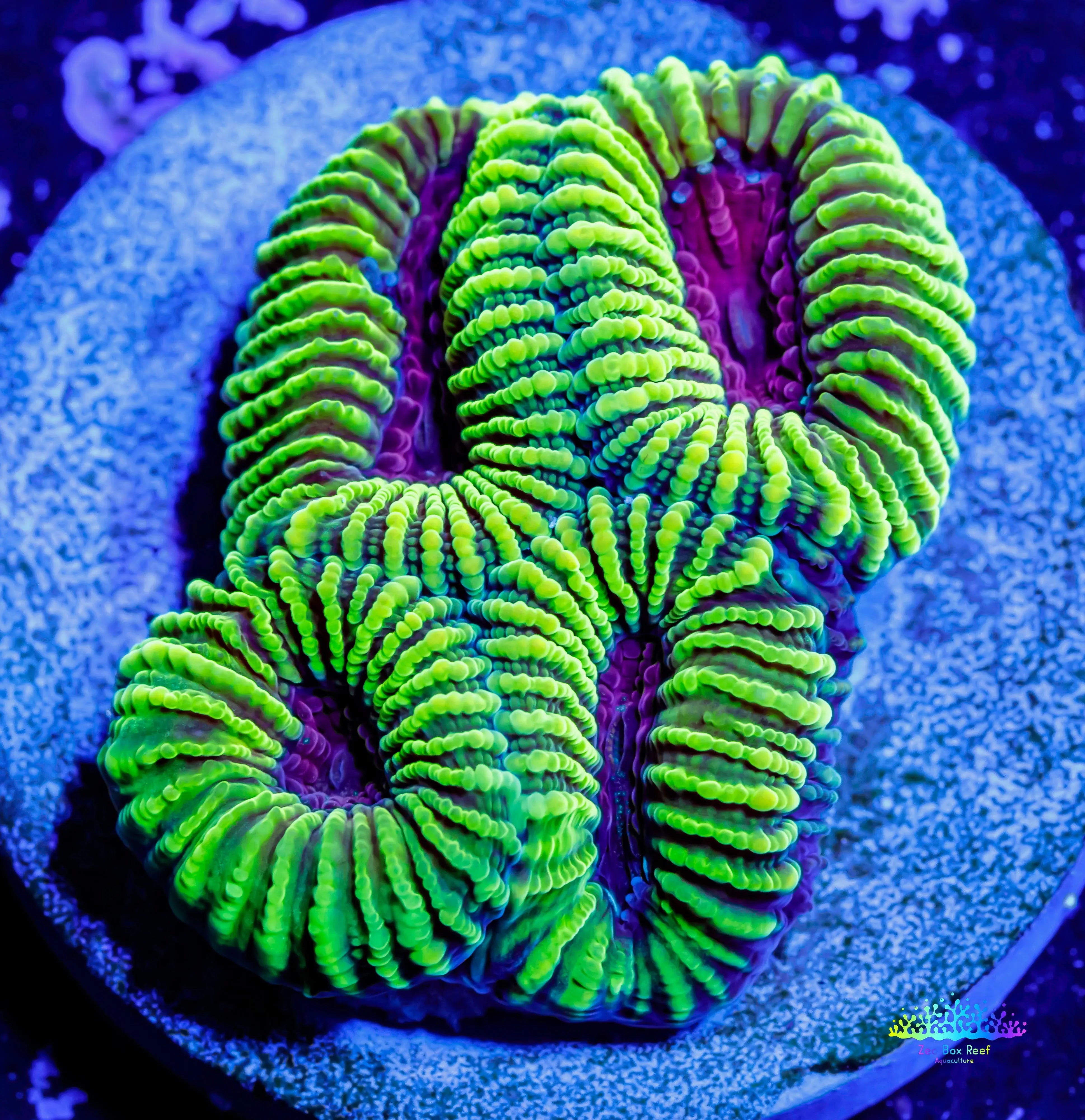 Skip to product information