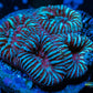 Favia Coral-- Favia Frag WYSIWYG Favia Coral-- Favia Frag WYSIWYG Aquarium Decor Favia Coral-- Favia Frag WYSIWYG Zeo Box Reef