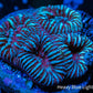 Favia Coral-- Favia Frag WYSIWYG Favia Coral-- Favia Frag WYSIWYG Aquarium Decor Favia Coral-- Favia Frag WYSIWYG Zeo Box Reef