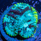 Favia Coral-- Frag WYSIWYG Favia Coral-- Frag WYSIWYG Aquarium Decor Favia Coral-- Frag WYSIWYG Zeo Box Reef