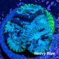 Favia Coral-- Frag WYSIWYG Favia Coral-- Frag WYSIWYG Aquarium Decor Favia Coral-- Frag WYSIWYG Zeo Box Reef