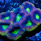 Favia Coral- Dragon Soul Favia 5cm WYSIWYG Favia Coral- Dragon Soul Favia 5cm WYSIWYG Aquarium Decor Favia Coral- Dragon Soul Favia 5cm WYSIWYG Zeo Box Reef