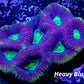 Favia Coral- Dragon Soul Favia 5cm WYSIWYG Favia Coral- Dragon Soul Favia 5cm WYSIWYG Aquarium Decor Favia Coral- Dragon Soul Favia 5cm WYSIWYG Zeo Box Reef