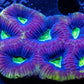 Favia Coral- Dragon Soul Favia 5cm WYSIWYG Favia Coral- Dragon Soul Favia 5cm WYSIWYG Aquarium Decor Favia Coral- Dragon Soul Favia 5cm WYSIWYG Zeo Box Reef