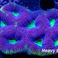 Favia Coral- Dragon Soul Favia 5cm WYSIWYG Favia Coral- Dragon Soul Favia 5cm WYSIWYG Aquarium Decor Favia Coral- Dragon Soul Favia 5cm WYSIWYG Zeo Box Reef
