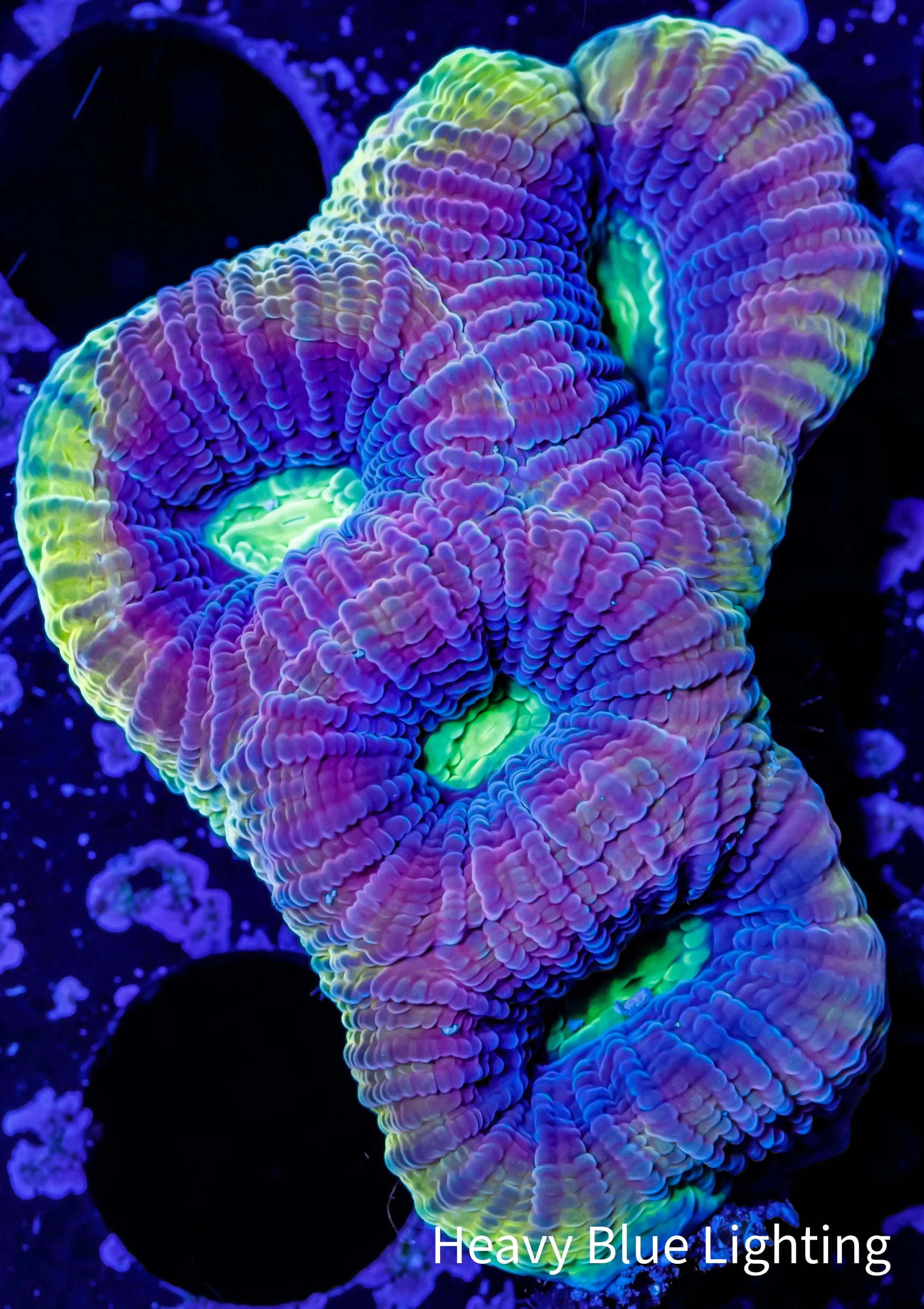 Favia Coral- Ultra Dragon Soul Favia 4cm WYSIWYG Favia Coral- Ultra Dragon Soul Favia 4cm WYSIWYG Aquarium Decor Favia Coral- Ultra Dragon Soul Favia 4cm WYSIWYG Zeo Box Reef