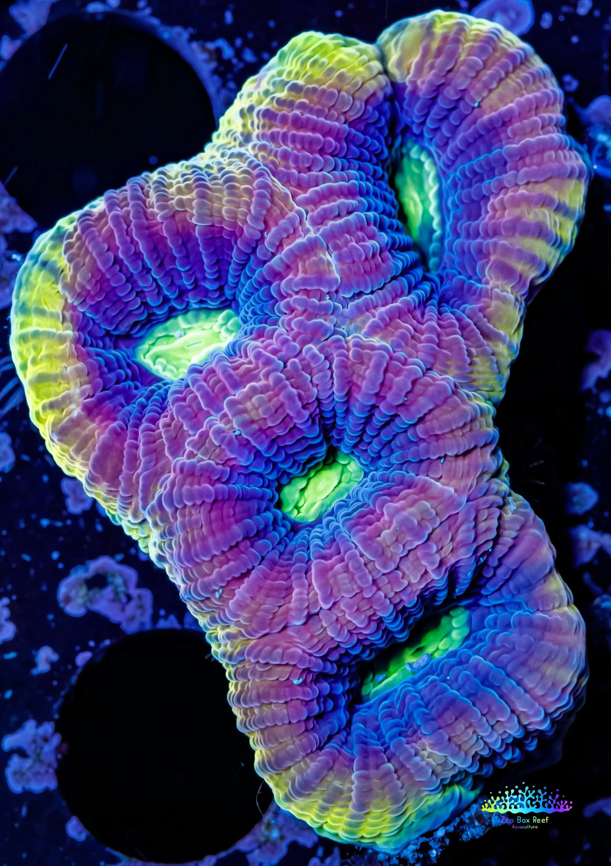 Favia Coral- Ultra Dragon Soul Favia 4cm WYSIWYG Favia Coral- Ultra Dragon Soul Favia 4cm WYSIWYG Aquarium Decor Favia Coral- Ultra Dragon Soul Favia 4cm WYSIWYG Zeo Box Reef