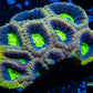 Favia Coral- Ultra Dragon Soul Favia 4cm WYSIWYG Favia Coral- Ultra Dragon Soul Favia 4cm WYSIWYG Aquarium Decor Favia Coral- Ultra Dragon Soul Favia 4cm WYSIWYG Zeo Box Reef