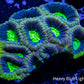 Favia Coral- Ultra Dragon Soul Favia 4cm WYSIWYG Favia Coral- Ultra Dragon Soul Favia 4cm WYSIWYG Aquarium Decor Favia Coral- Ultra Dragon Soul Favia 4cm WYSIWYG Zeo Box Reef