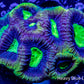 Favia Coral- Ultra Dragon Soul Favia 4cm WYSIWYG Favia Coral- Ultra Dragon Soul Favia 4cm WYSIWYG Aquarium Decor Favia Coral- Ultra Dragon Soul Favia 4cm WYSIWYG Zeo Box Reef