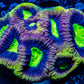 Favia Coral- Ultra Dragon Soul Favia 4cm WYSIWYG Favia Coral- Ultra Dragon Soul Favia 4cm WYSIWYG Aquarium Decor Favia Coral- Ultra Dragon Soul Favia 4cm WYSIWYG Zeo Box Reef