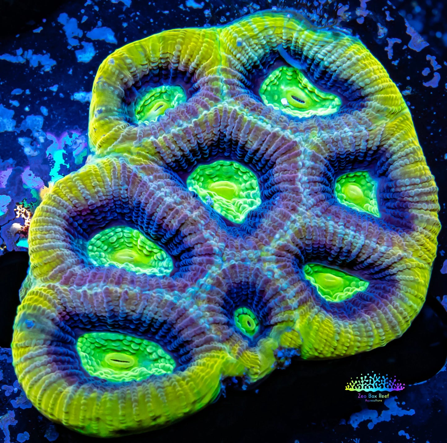 Favia Coral- Ultra Dragon Soul Favia 5cm WYSIWYG Favia Coral- Ultra Dragon Soul Favia 5cm WYSIWYG Aquarium Decor Favia Coral- Ultra Dragon Soul Favia 5cm WYSIWYG Zeo Box Reef