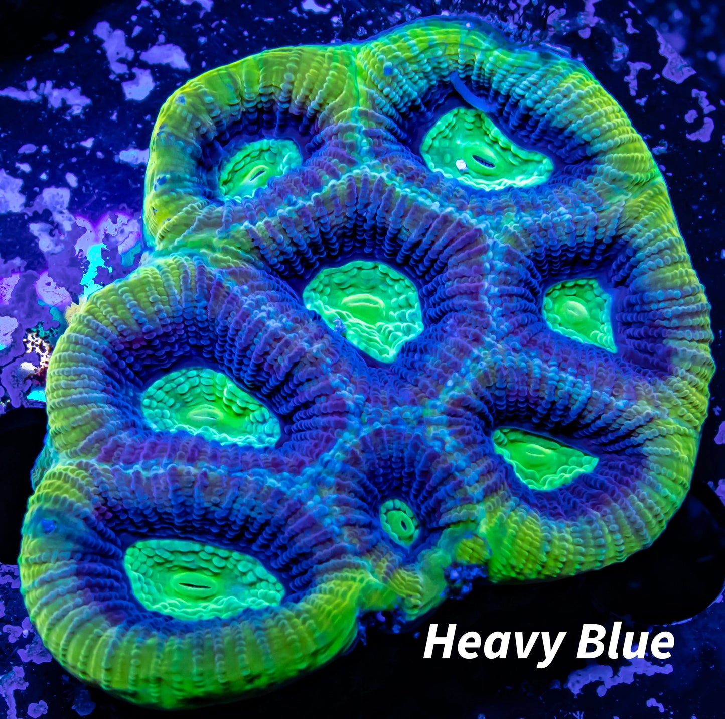 Favia Coral- Ultra Dragon Soul Favia 5cm WYSIWYG Favia Coral- Ultra Dragon Soul Favia 5cm WYSIWYG Aquarium Decor Favia Coral- Ultra Dragon Soul Favia 5cm WYSIWYG Zeo Box Reef