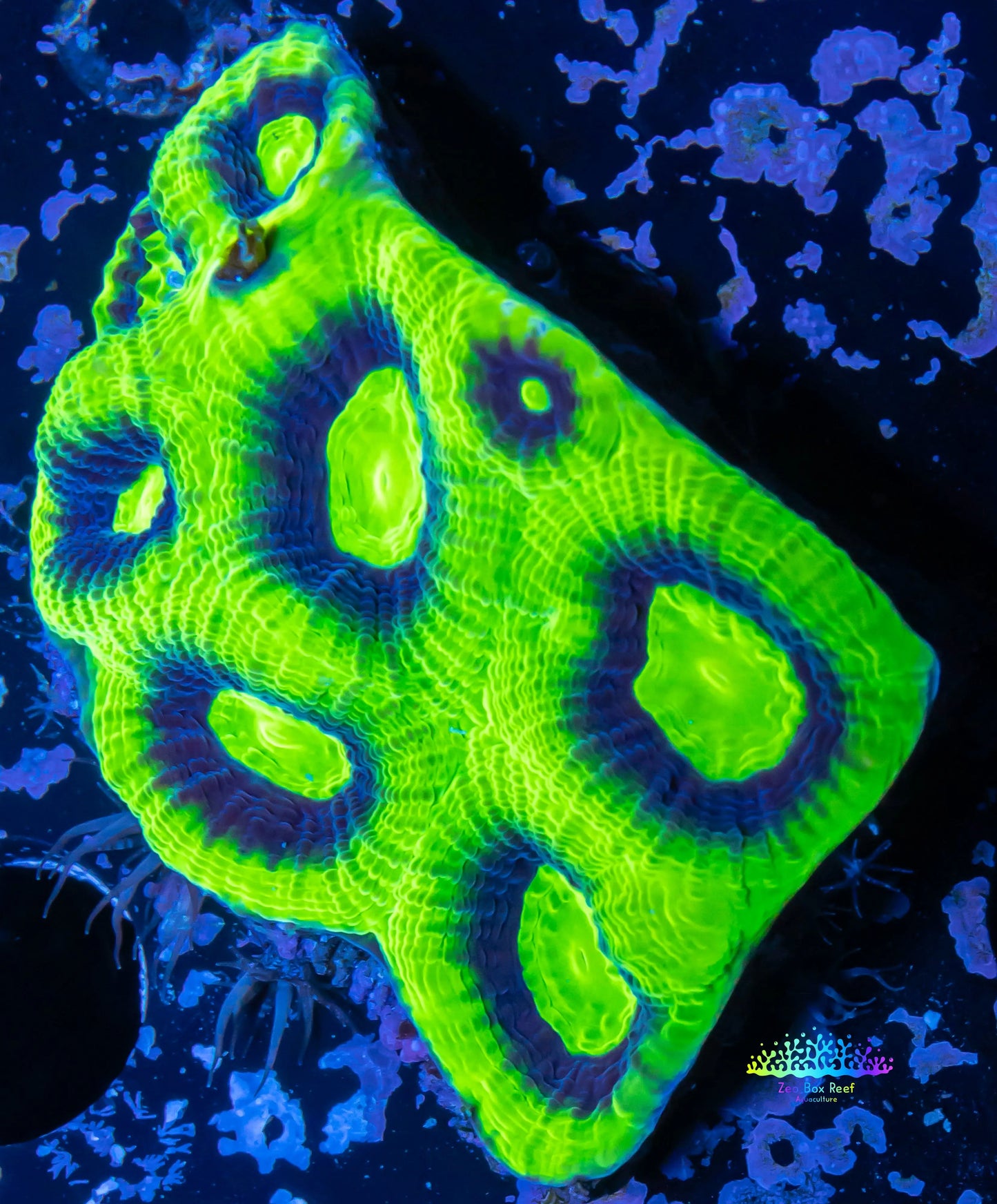 Favia Coral- Ultra Dragon Soul Favia 5cm WYSIWYG Favia Coral- Ultra Dragon Soul Favia 5cm WYSIWYG Aquarium Decor Favia Coral- Ultra Dragon Soul Favia 5cm WYSIWYG Zeo Box Reef