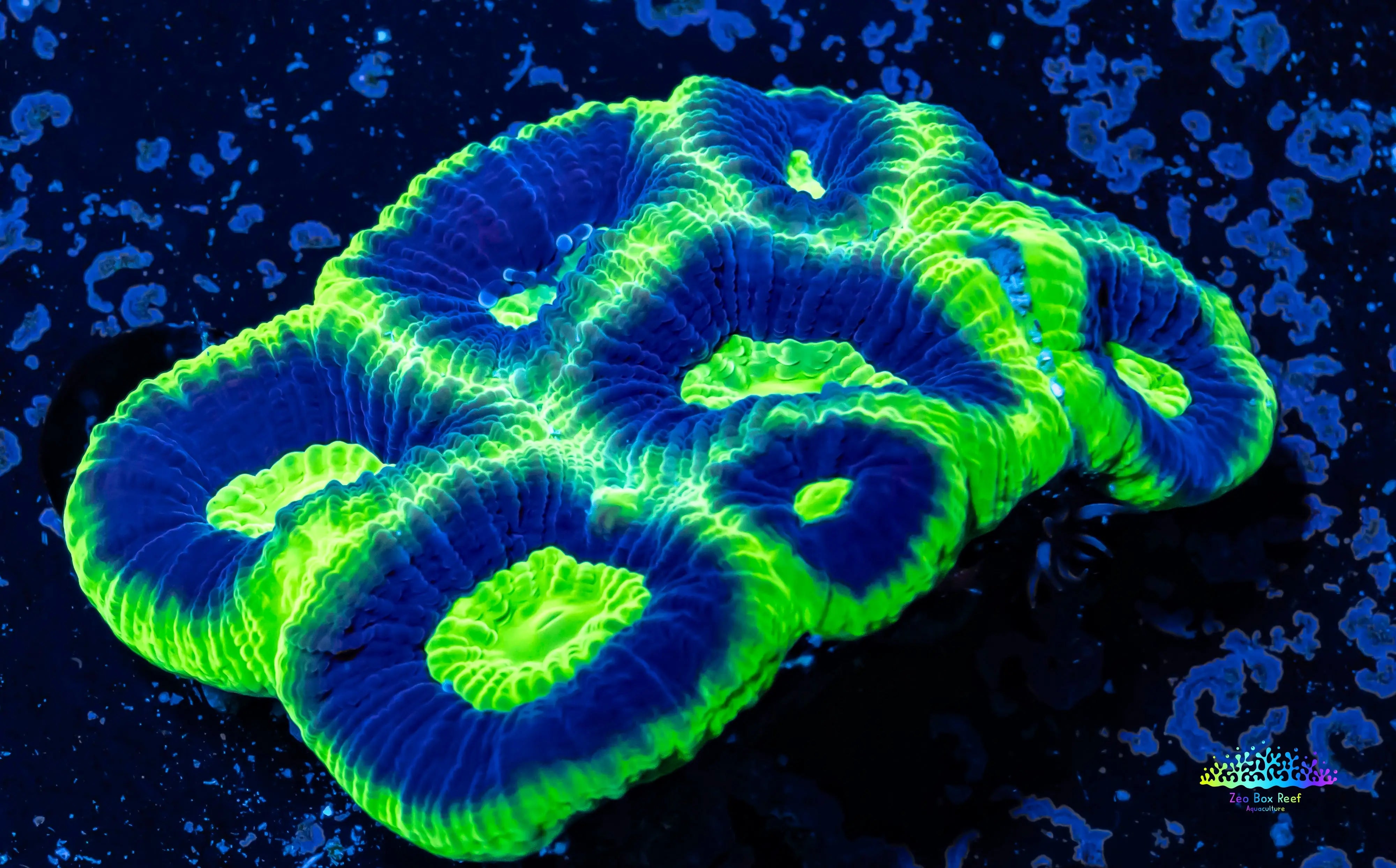 Skip to product information