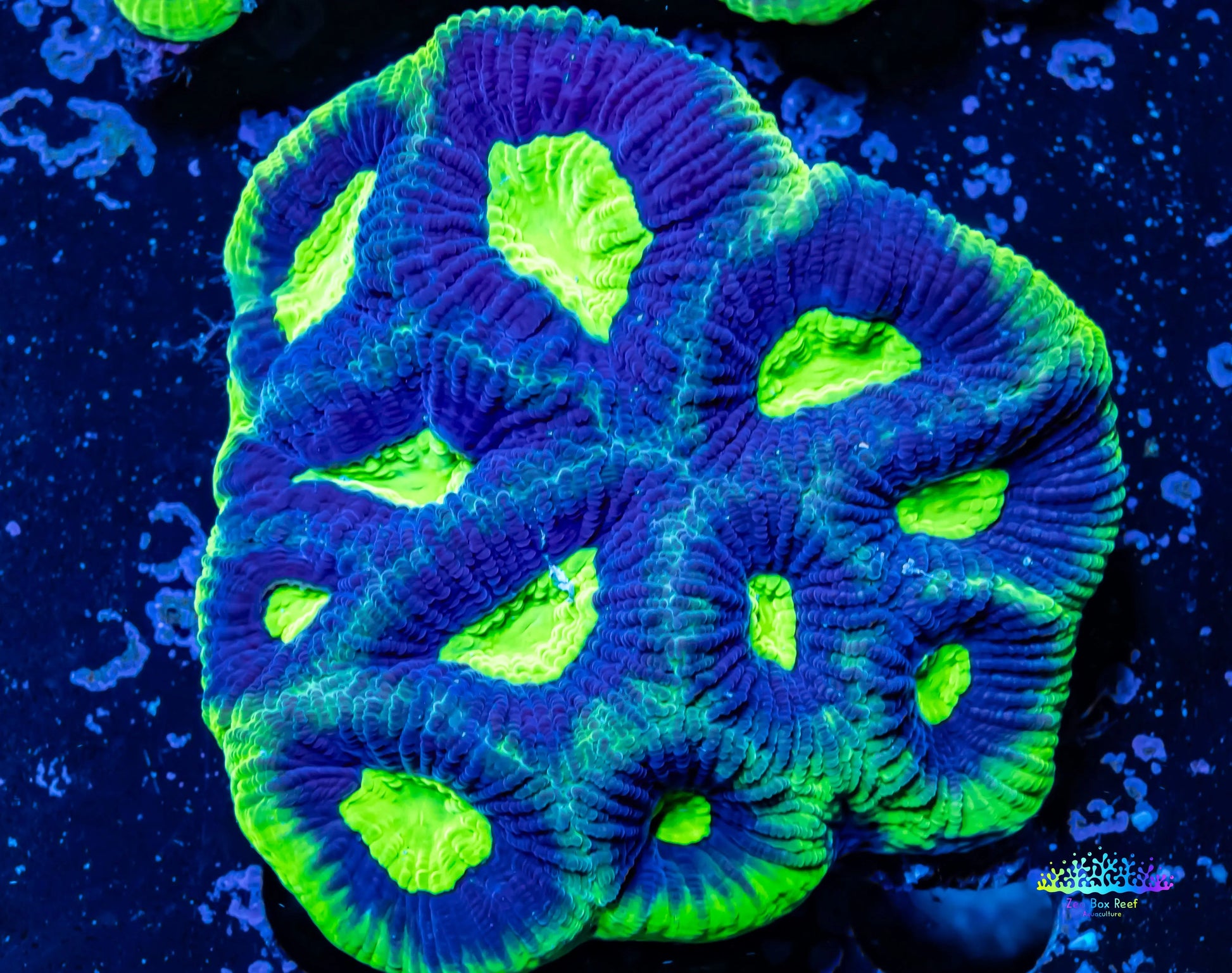 Favia Coral- Ultra Dragon Soul Favia 5cm WYSIWYG Favia Coral- Ultra Dragon Soul Favia 5cm WYSIWYG Aquarium Decor Favia Coral- Ultra Dragon Soul Favia 5cm WYSIWYG Zeo Box Reef