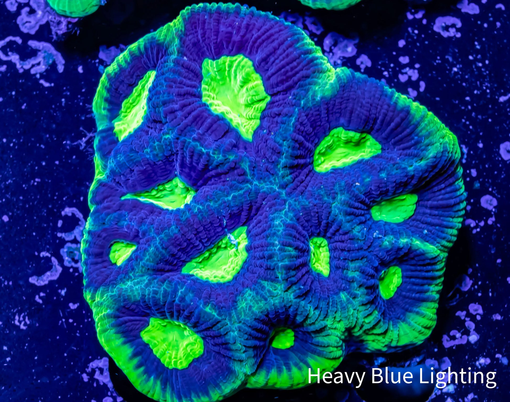 Favia Coral- Ultra Dragon Soul Favia 5cm WYSIWYG Favia Coral- Ultra Dragon Soul Favia 5cm WYSIWYG Aquarium Decor Favia Coral- Ultra Dragon Soul Favia 5cm WYSIWYG Zeo Box Reef