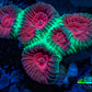 Favia Coral--Christmas Favia Frag Favia Coral--Christmas Favia Frag Aquarium Decor Favia Coral--Christmas Favia Frag Zeo Box Reef