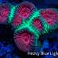 Favia Coral--Christmas Favia Frag Favia Coral--Christmas Favia Frag Aquarium Decor Favia Coral--Christmas Favia Frag Zeo Box Reef