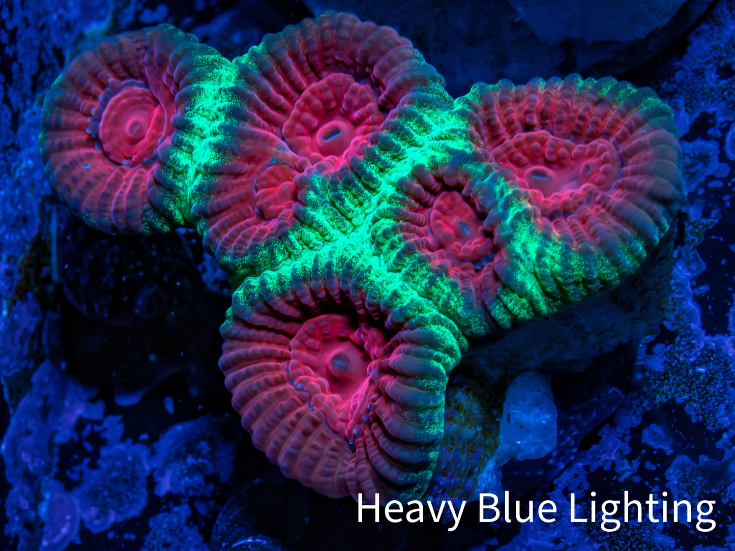 Favia Coral--Christmas Favia Frag Favia Coral--Christmas Favia Frag Aquarium Decor Favia Coral--Christmas Favia Frag Zeo Box Reef