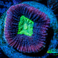 Favia Coral- Dragon Soul -Favia Frag WYSIWYG Favia Coral- Dragon Soul -Favia Frag WYSIWYG Aquarium Decor Favia Coral- Dragon Soul -Favia Frag WYSIWYG Zeo Box Reef