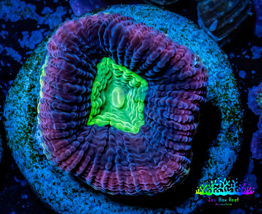 Favia Coral- Dragon Soul -Favia Frag WYSIWYG Favia Coral- Dragon Soul -Favia Frag WYSIWYG Aquarium Decor Favia Coral- Dragon Soul -Favia Frag WYSIWYG Zeo Box Reef