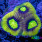 Favia Coral--Dragon Soul Favia Frag WYSIWYG Favia Coral--Dragon Soul Favia Frag WYSIWYG Aquarium Decor Favia Coral--Dragon Soul Favia Frag WYSIWYG Zeo Box Reef