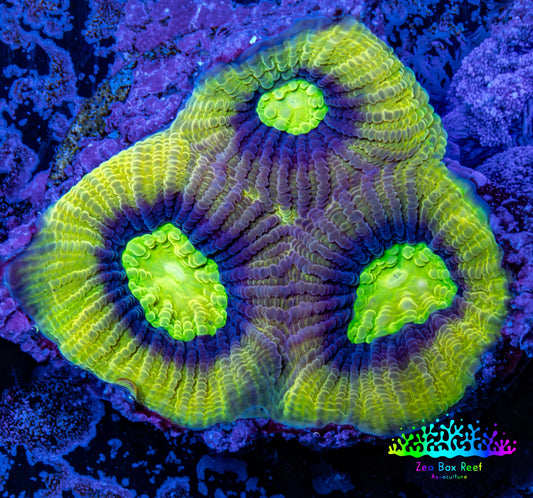 Favia Coral--Dragon Soul Favia Frag WYSIWYG Favia Coral--Dragon Soul Favia Frag WYSIWYG Aquarium Decor Favia Coral--Dragon Soul Favia Frag WYSIWYG Zeo Box Reef