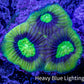 Favia Coral--Dragon Soul Favia Frag WYSIWYG Favia Coral--Dragon Soul Favia Frag WYSIWYG Aquarium Decor Favia Coral--Dragon Soul Favia Frag WYSIWYG Zeo Box Reef
