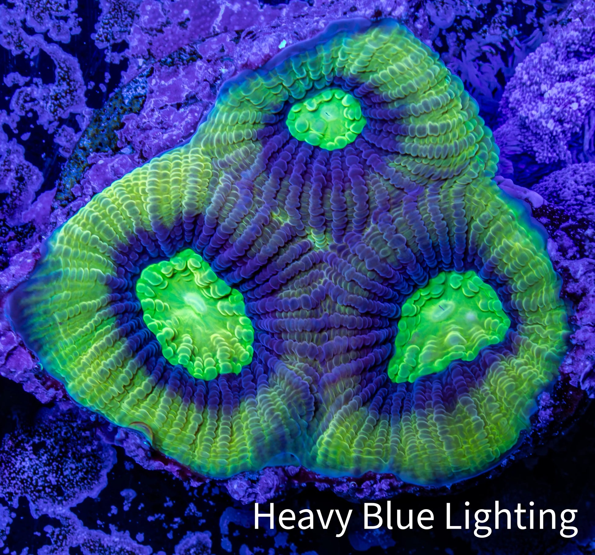 Favia Coral--Dragon Soul Favia Frag WYSIWYG Favia Coral--Dragon Soul Favia Frag WYSIWYG Aquarium Decor Favia Coral--Dragon Soul Favia Frag WYSIWYG Zeo Box Reef