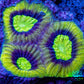Favia Coral--Dragon Soul Favia Frag WYSIWYG Favia Coral--Dragon Soul Favia Frag WYSIWYG Aquarium Decor Favia Coral--Dragon Soul Favia Frag WYSIWYG Zeo Box Reef