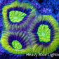 Favia Coral--Dragon Soul Favia Frag WYSIWYG Favia Coral--Dragon Soul Favia Frag WYSIWYG Aquarium Decor Favia Coral--Dragon Soul Favia Frag WYSIWYG Zeo Box Reef