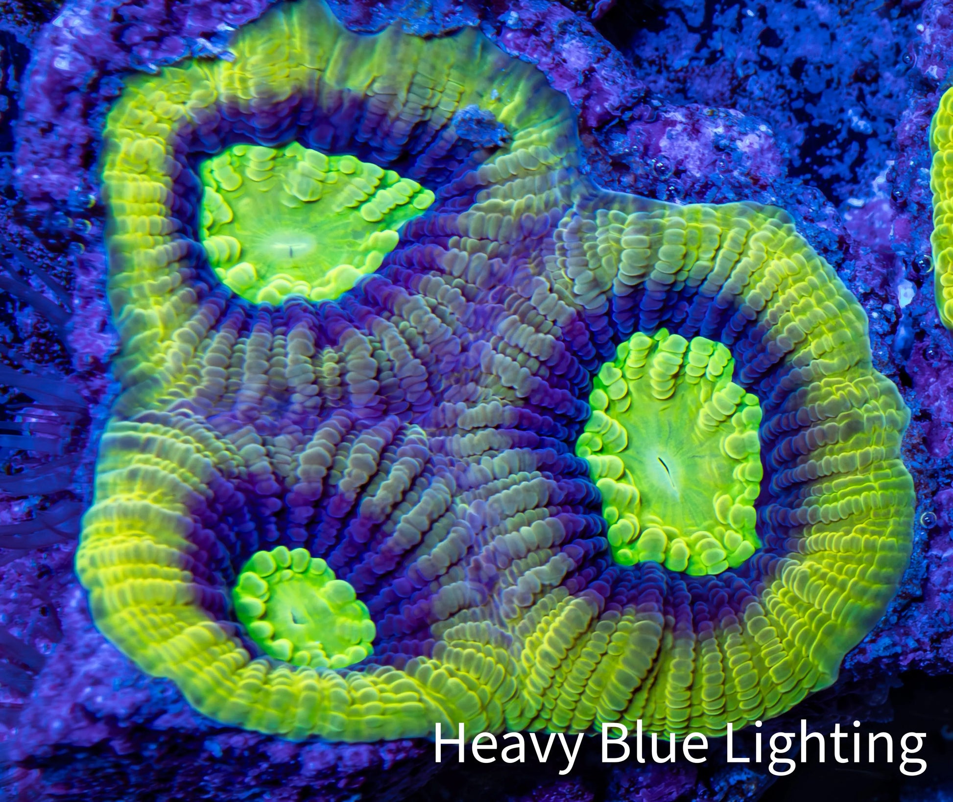 Favia Coral--Dragon Soul Favia Frag WYSIWYG Favia Coral--Dragon Soul Favia Frag WYSIWYG Aquarium Decor Favia Coral--Dragon Soul Favia Frag WYSIWYG Zeo Box Reef