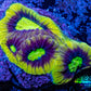 Favia Coral--Dragon Soul Favia Frag WYSIWYG Favia Coral--Dragon Soul Favia Frag WYSIWYG Aquarium Decor Favia Coral--Dragon Soul Favia Frag WYSIWYG Zeo Box Reef