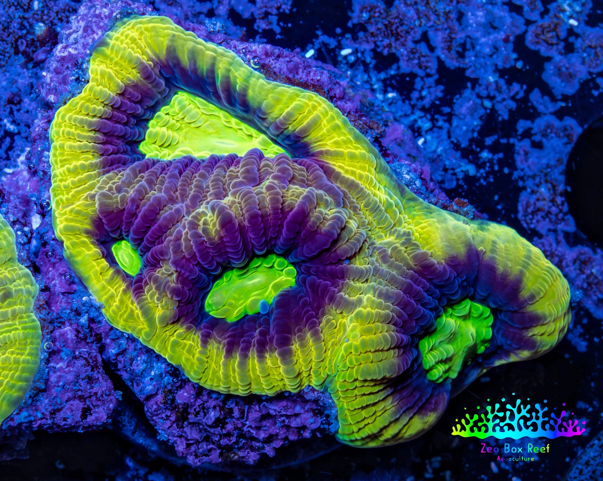 Favia Coral--Dragon Soul Favia Frag WYSIWYG Favia Coral--Dragon Soul Favia Frag WYSIWYG Aquarium Decor Favia Coral--Dragon Soul Favia Frag WYSIWYG Zeo Box Reef
